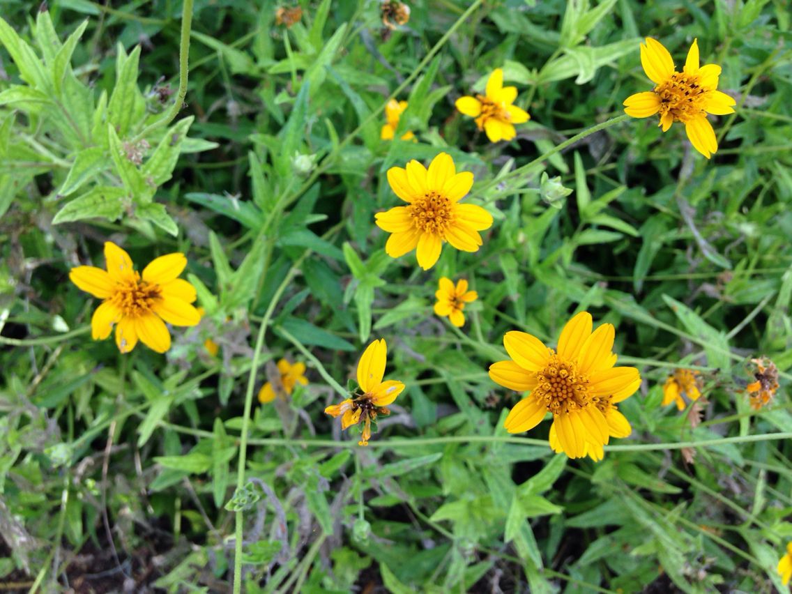 Wedelia acapulcensis habit