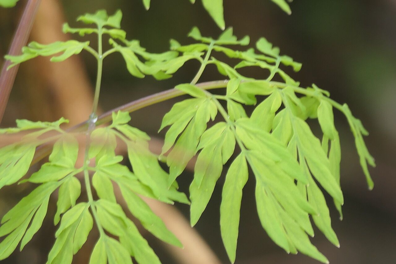 Corydalis scouleri — search result for 'Papaveraceae'