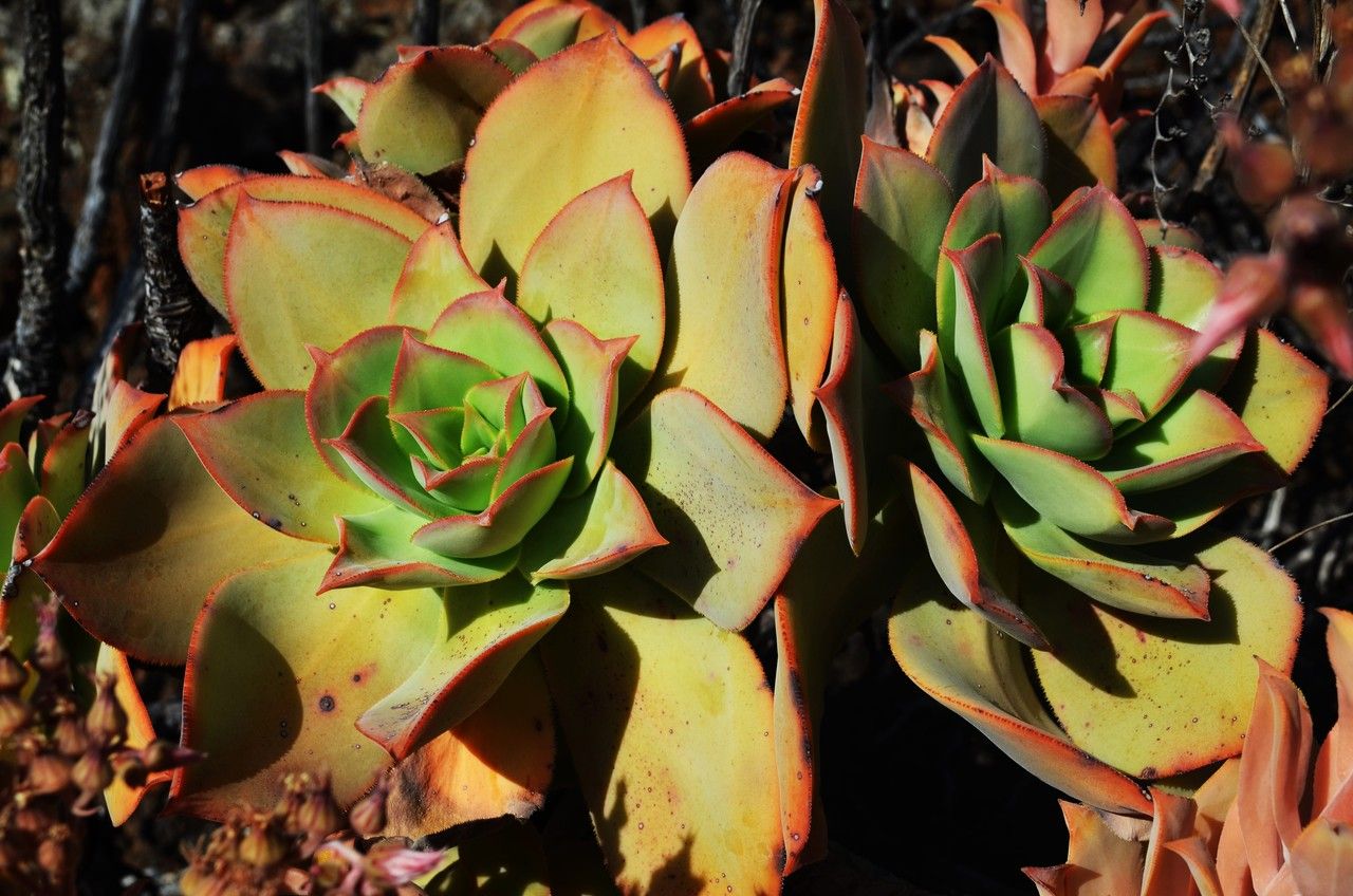 Aeonium nobile habit
