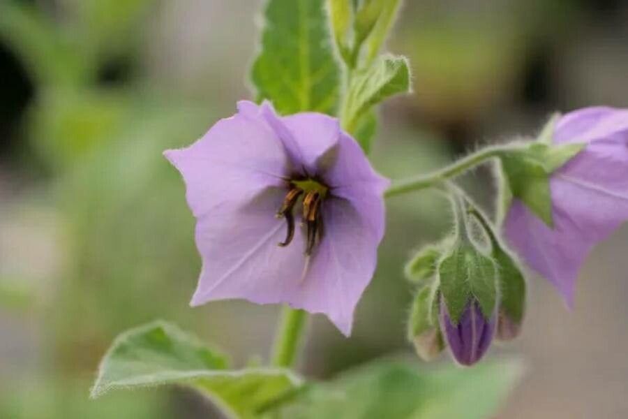 Solanum wallacei — houseplant care guide