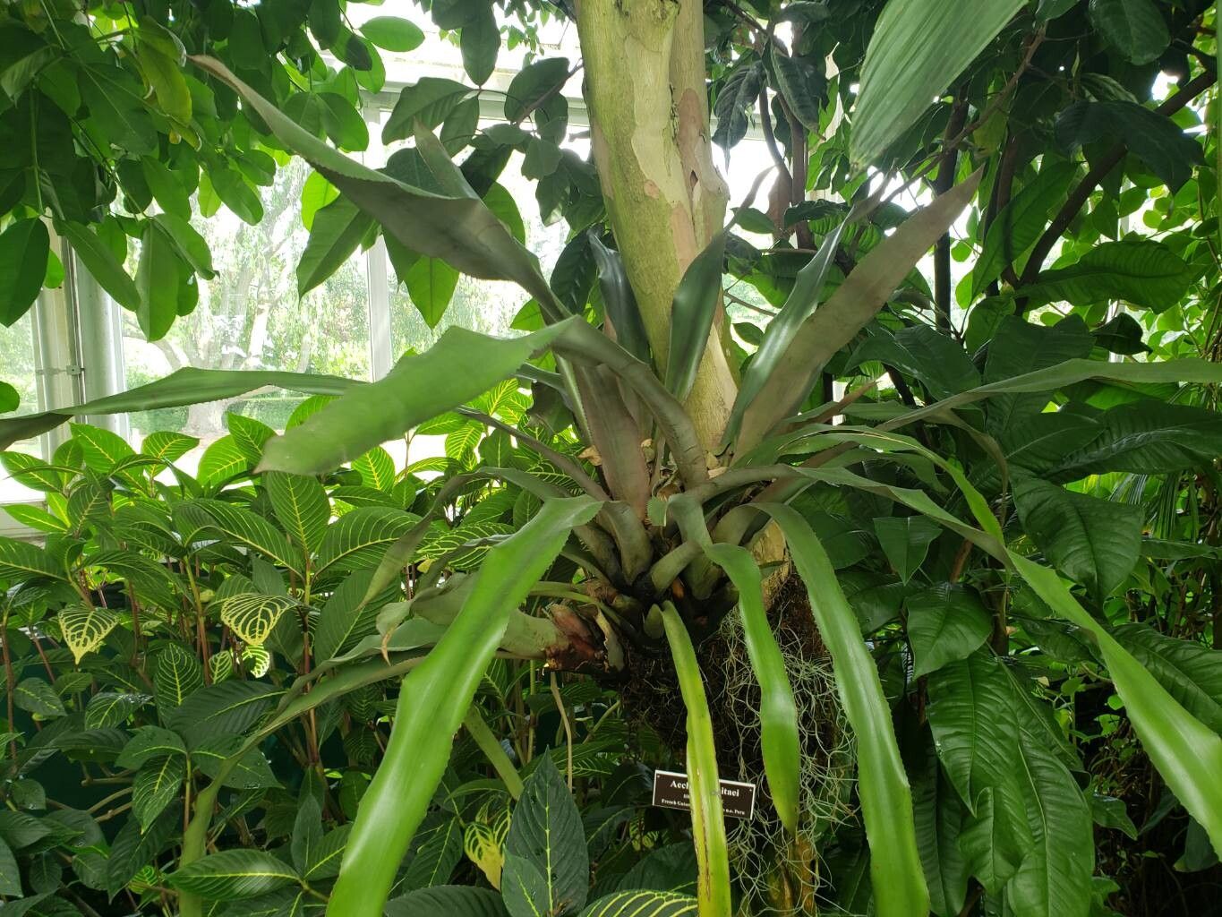 Aechmea poitaei habit