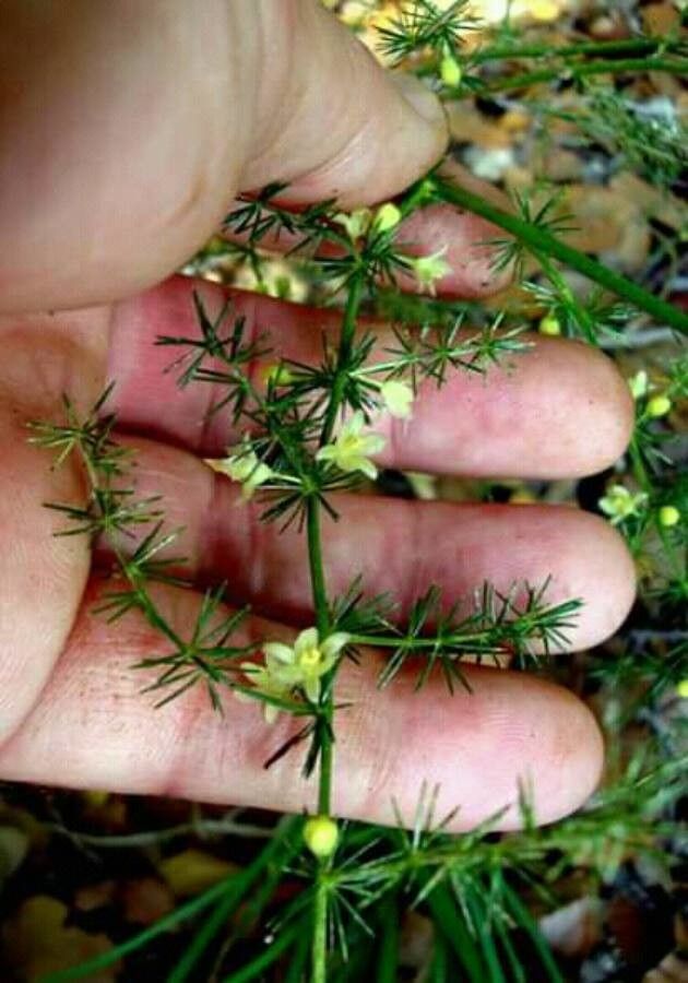 Asparagus umbellatus flower