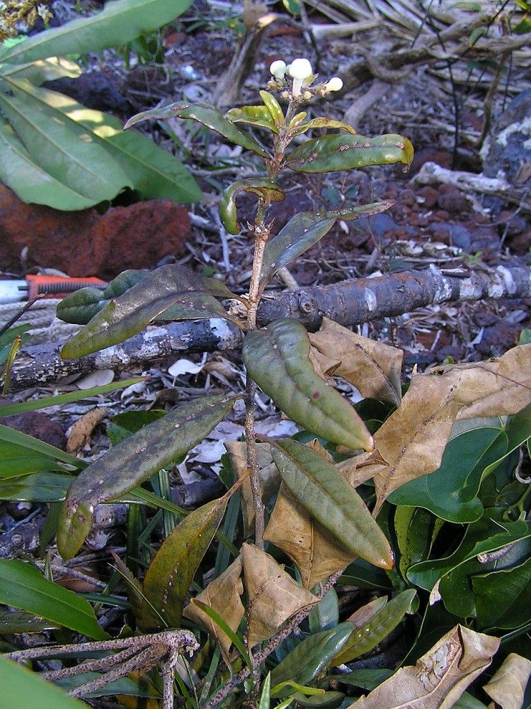 Psychotria montrouzieri habit