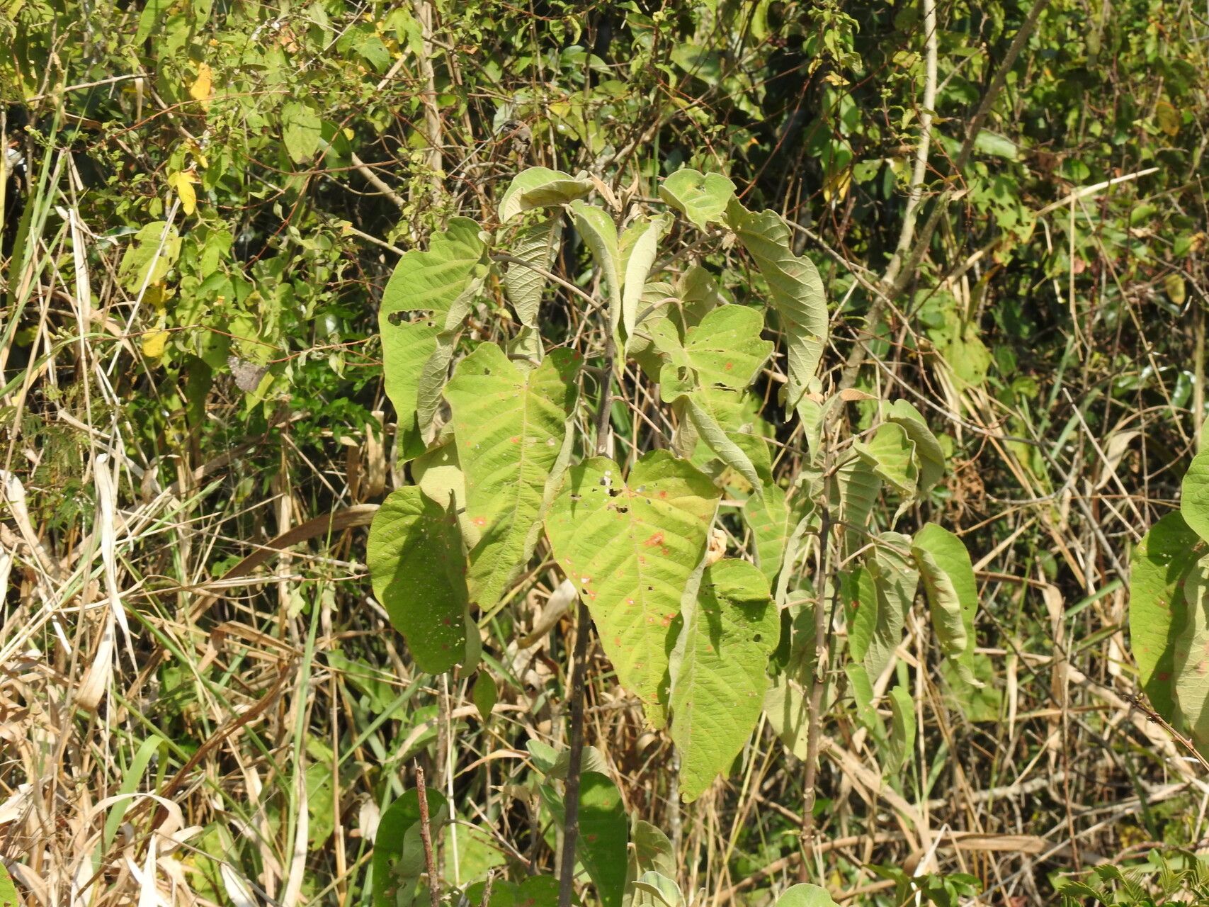 Croton blanchetianus leaf