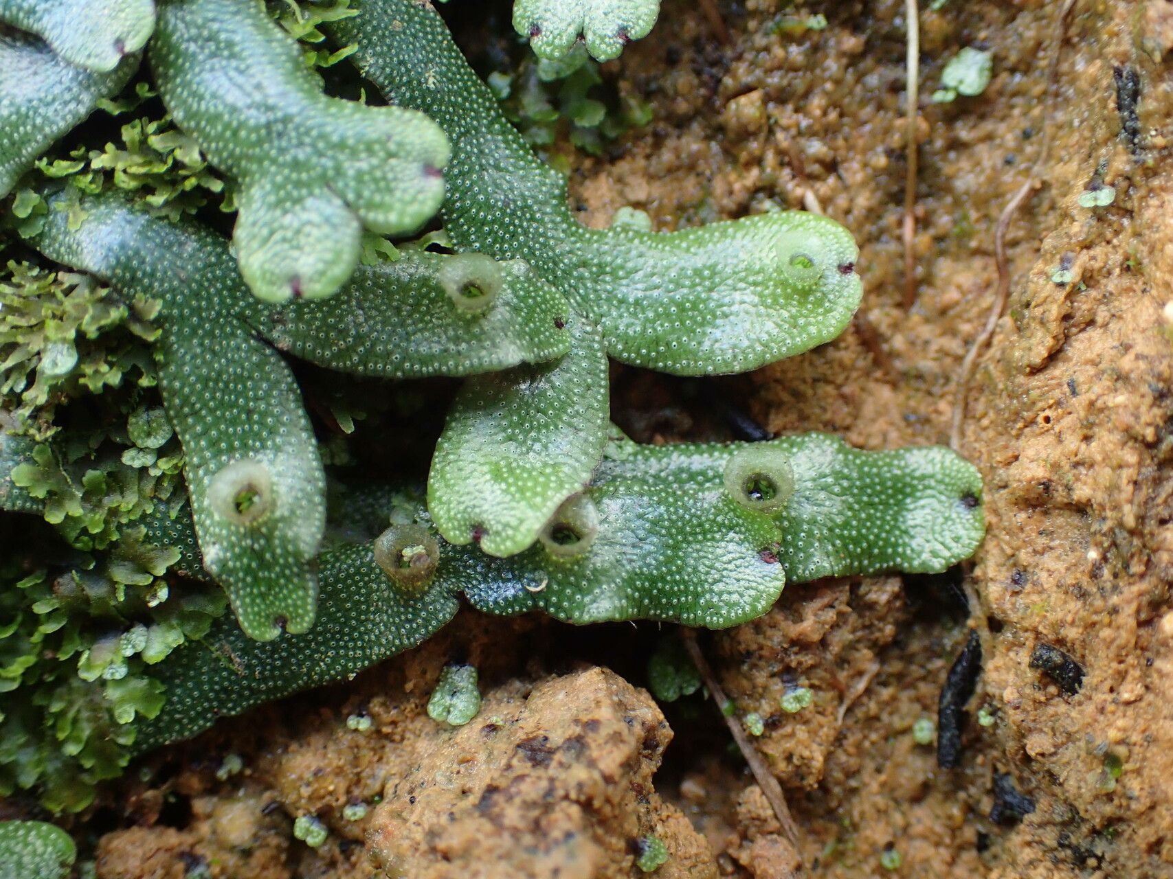 Marchantia inflexa leaf