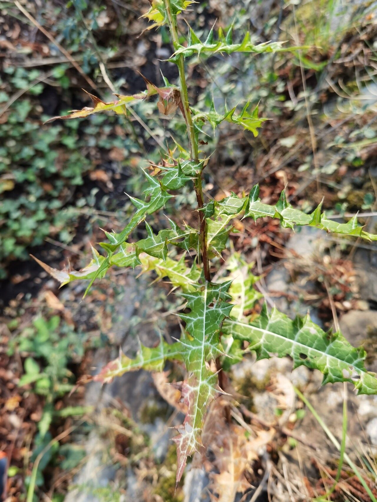 Ptilostemon strictus leaf