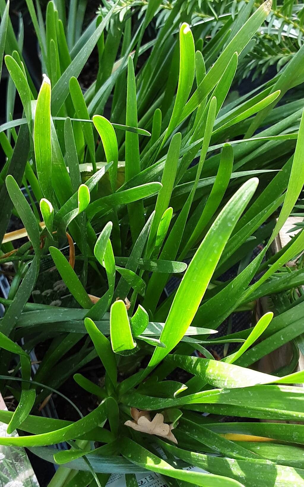 Allium tanguticum — houseplant care guide