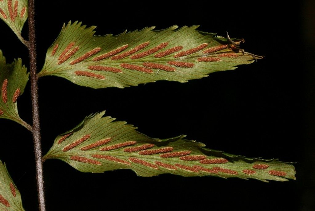 Asplenium filidens habit