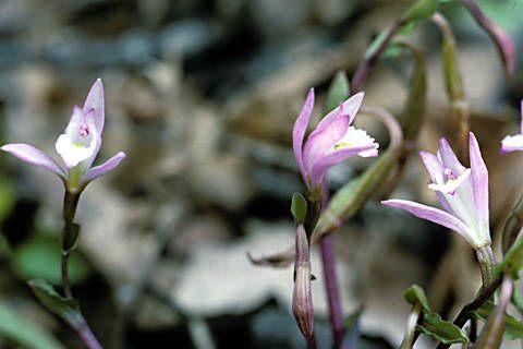 Triphora trianthophoros — houseplant care guide