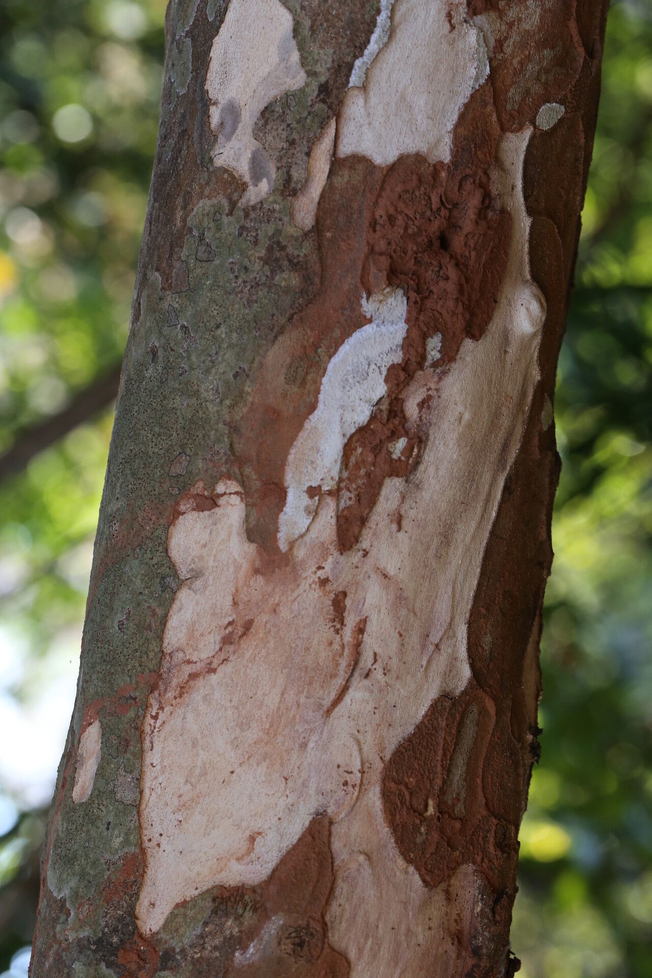 Diospyros mweroensis bark