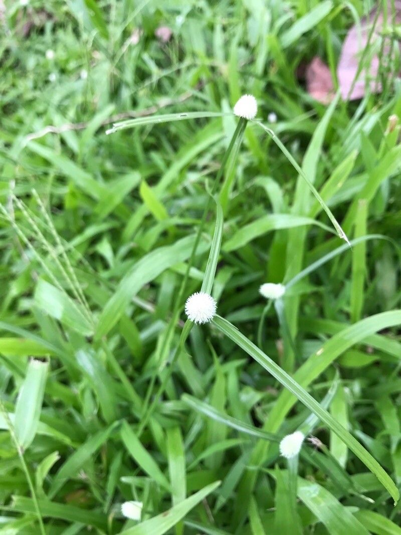 Cyperus sesquiflorus — search result for 'Cyperus'