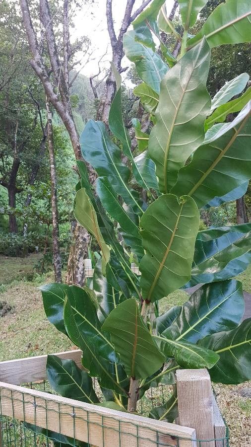 Barringtonia asiatica