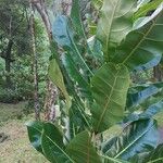 Barringtonia asiatica