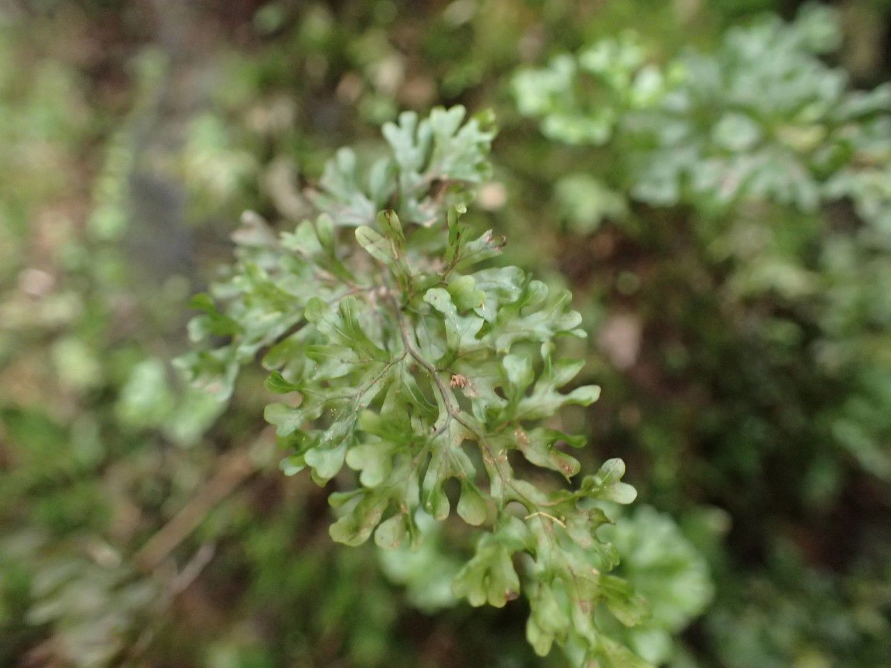 Hymenophyllum tenellum — houseplant care guide