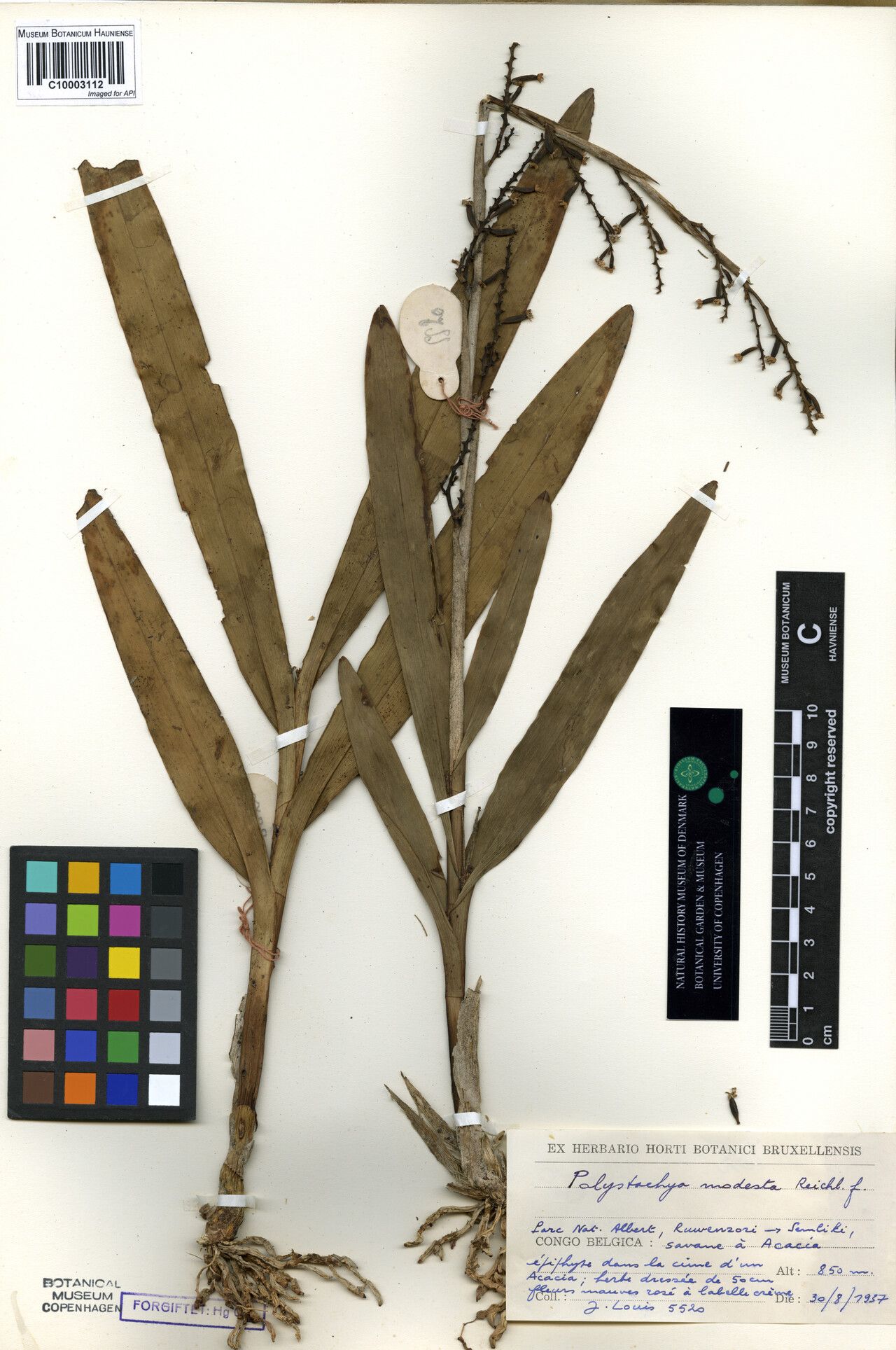 Polystachya sosefii — houseplant care guide