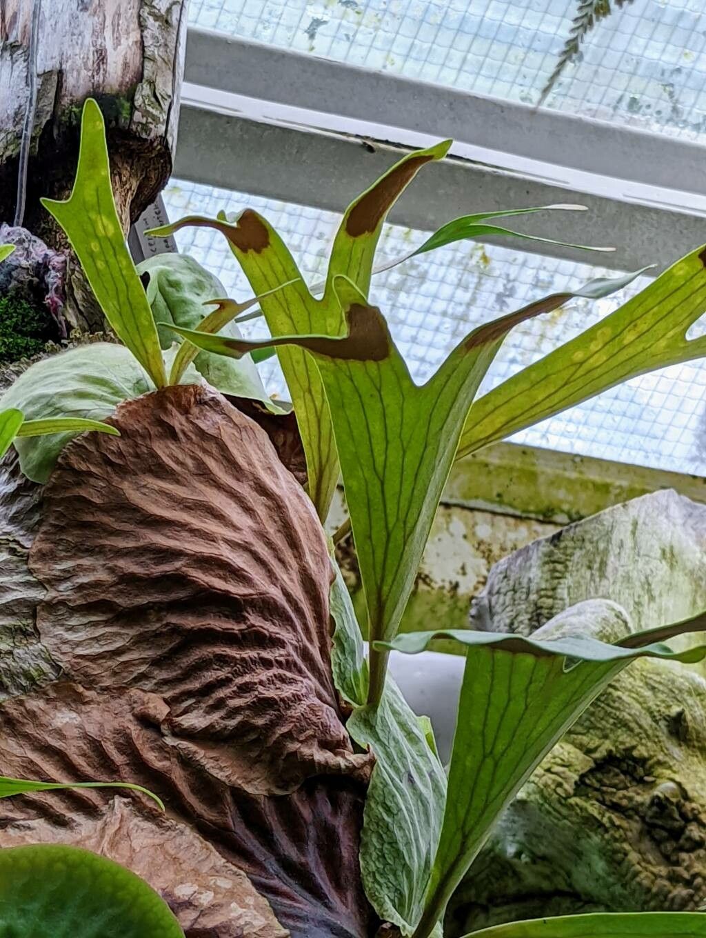 Platycerium madagascariense leaf