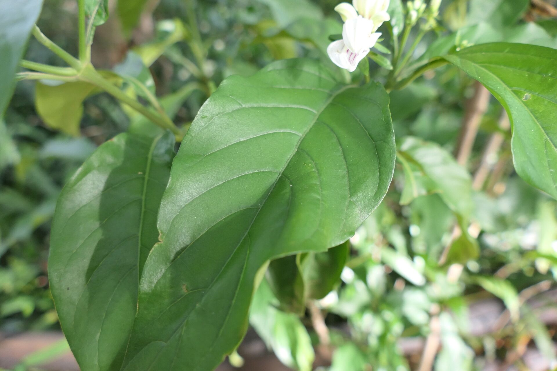 Justicia adhatodoides leaf