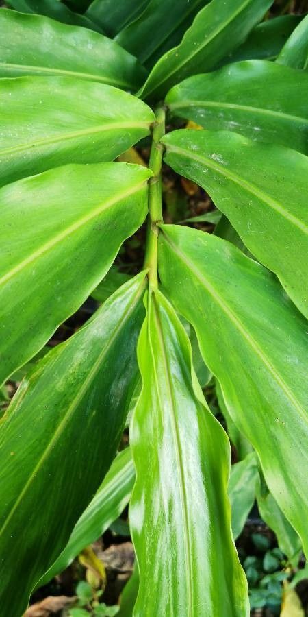 Amomum villosum bark