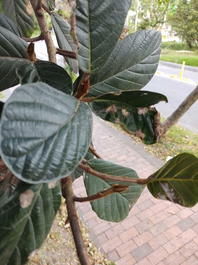 Ficus tequendamae leaf