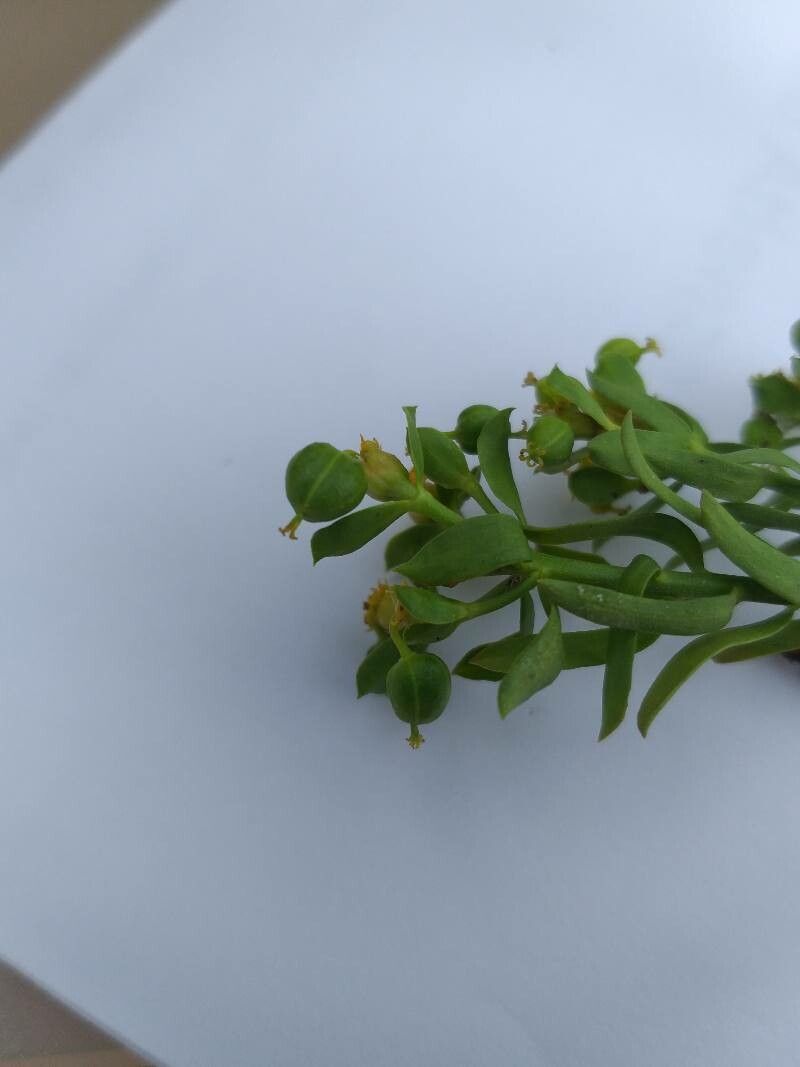Euphorbia seguieriana fruit