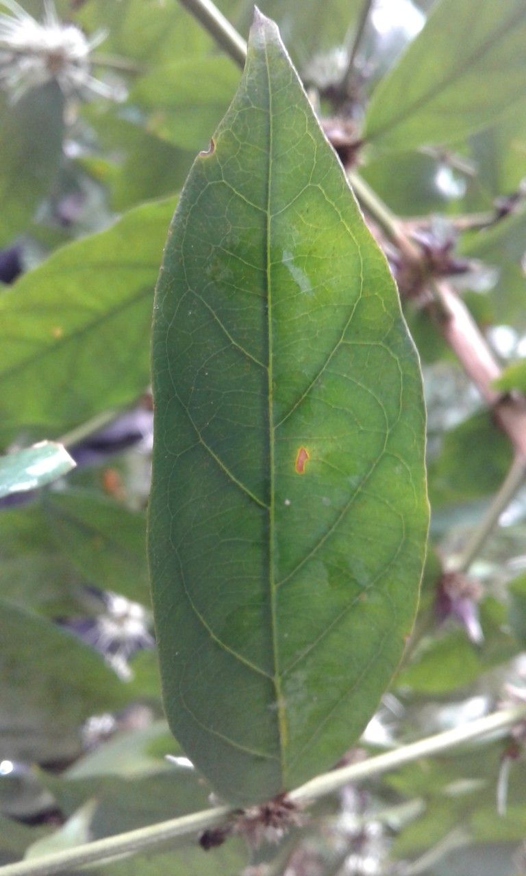 Coffea humblotiana — search result for 'Coffea'