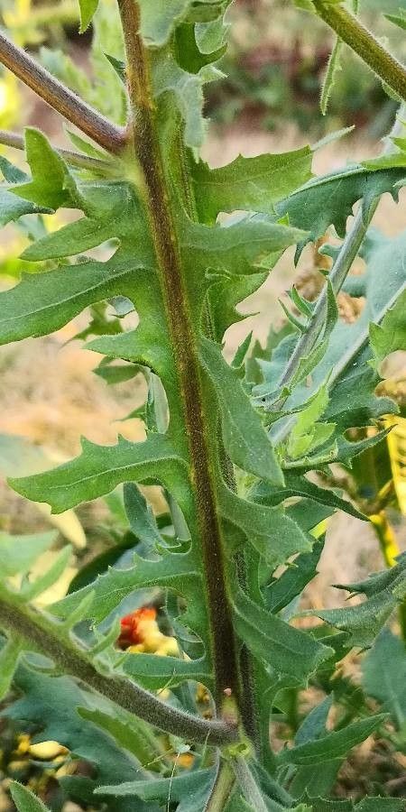 Laggera crispata bark