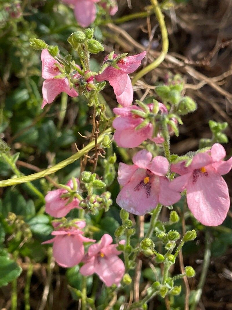 Diascia vigilis flower