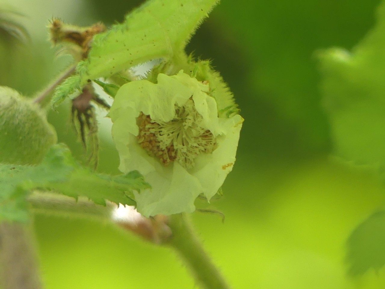 Rubus alceifolius flower