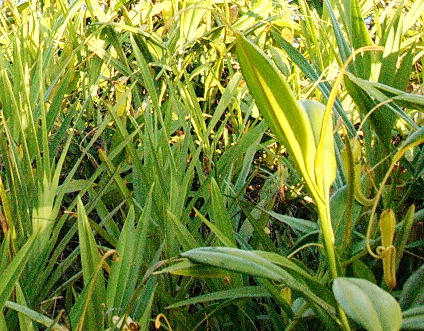 Pandanus platyphyllus — houseplant care guide