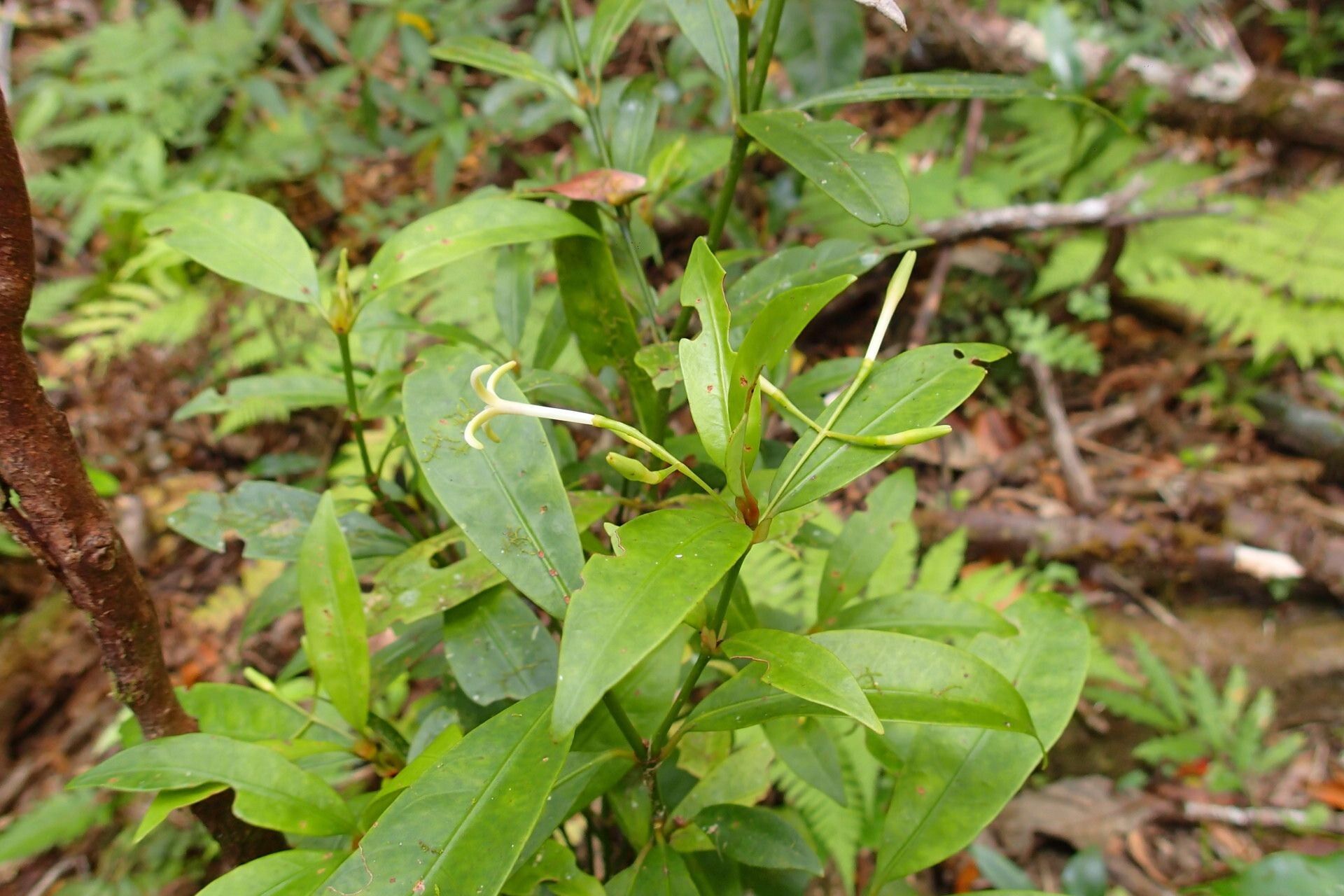 Psychotria goniocarpa habit