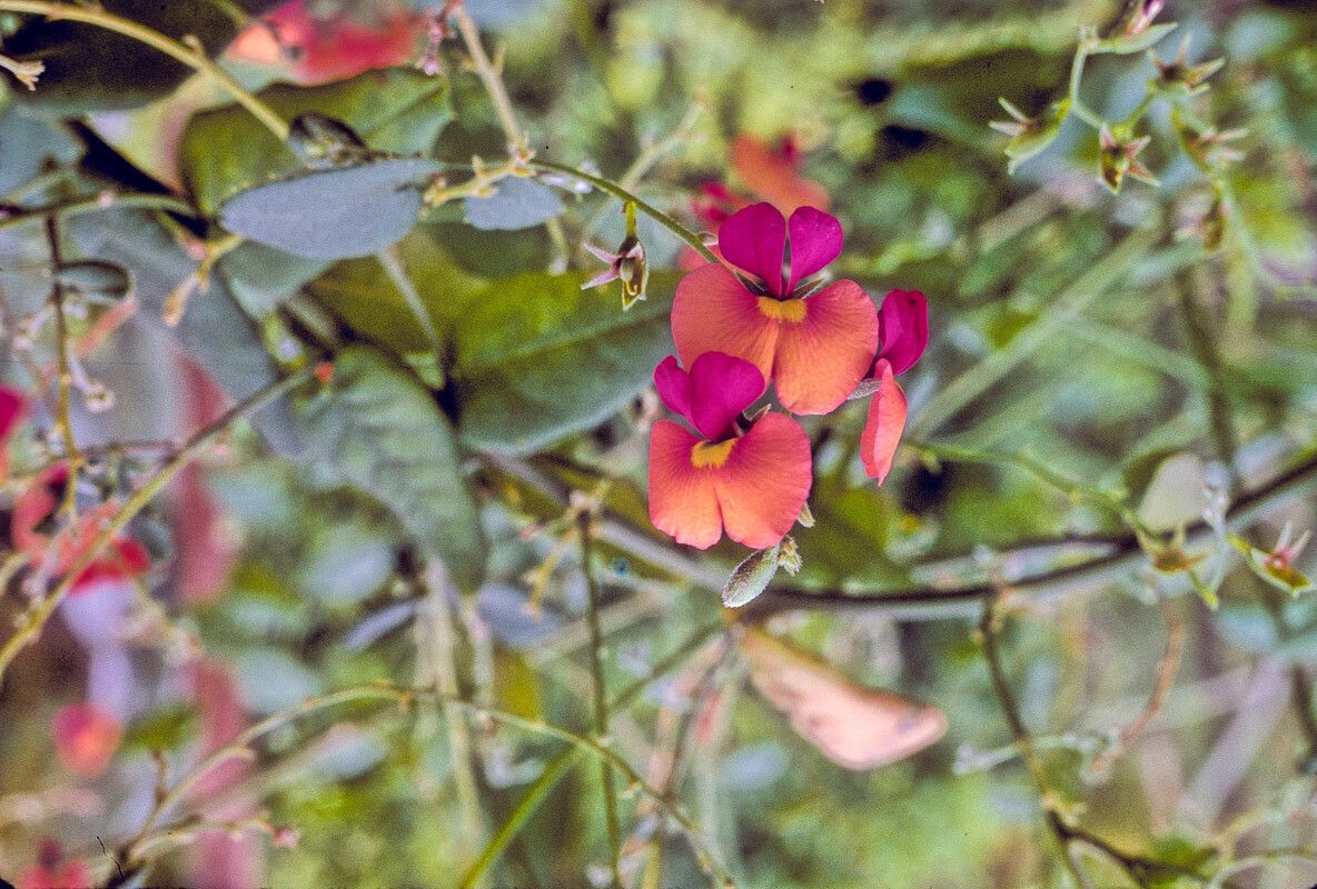 Chorizema cordatum — search result for 'Eucalyptus'