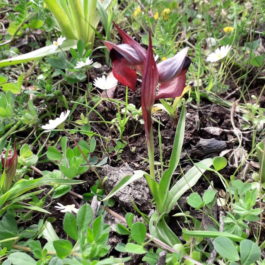 Serapias cordigera habit