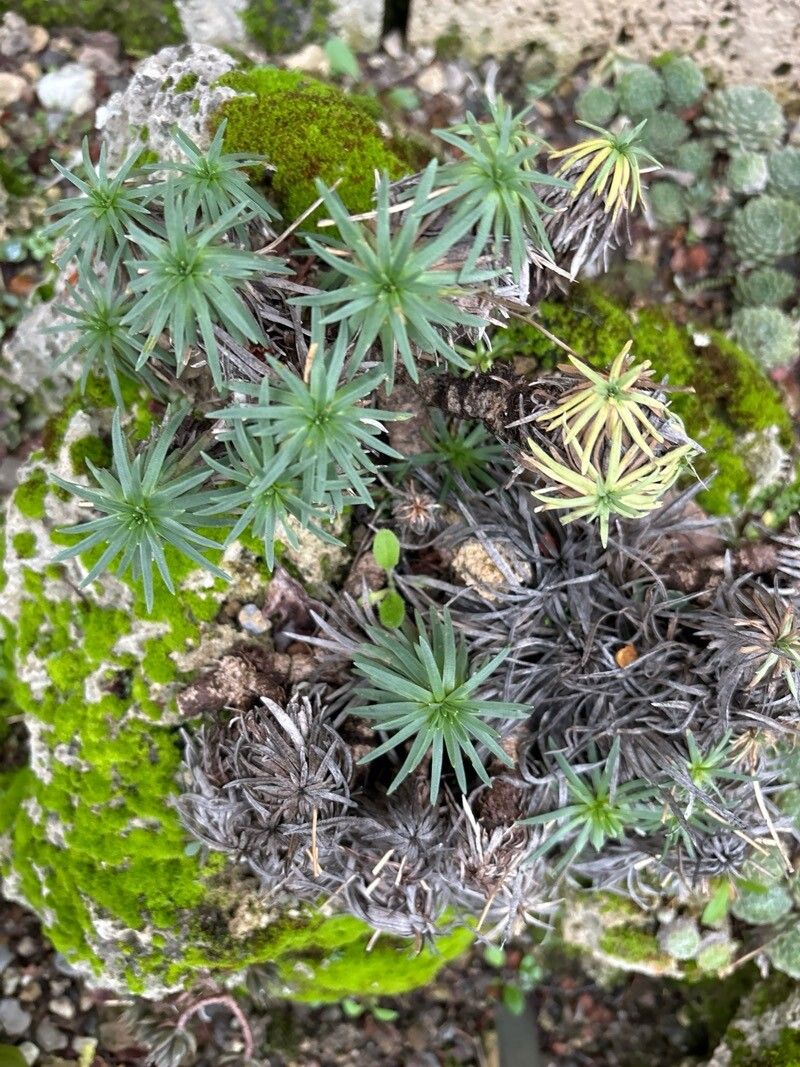 Plantago humilis — search result for 'Plantago'