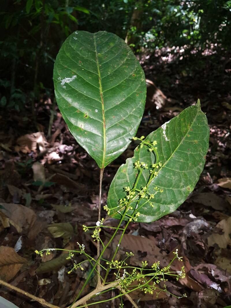 Protium ravenii — houseplant care guide