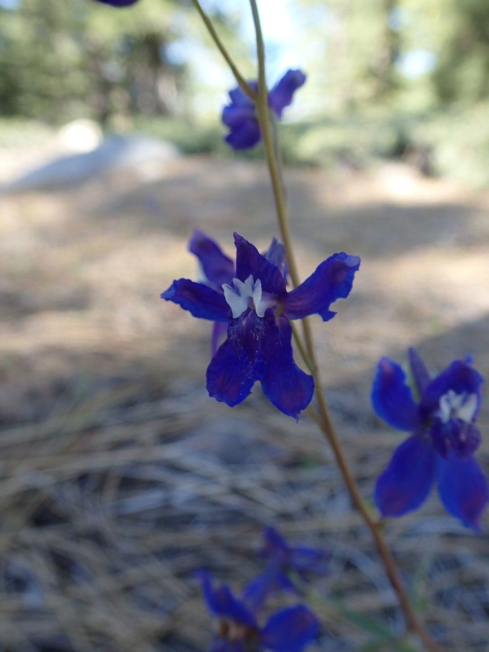 Delphinium depauperatum flower