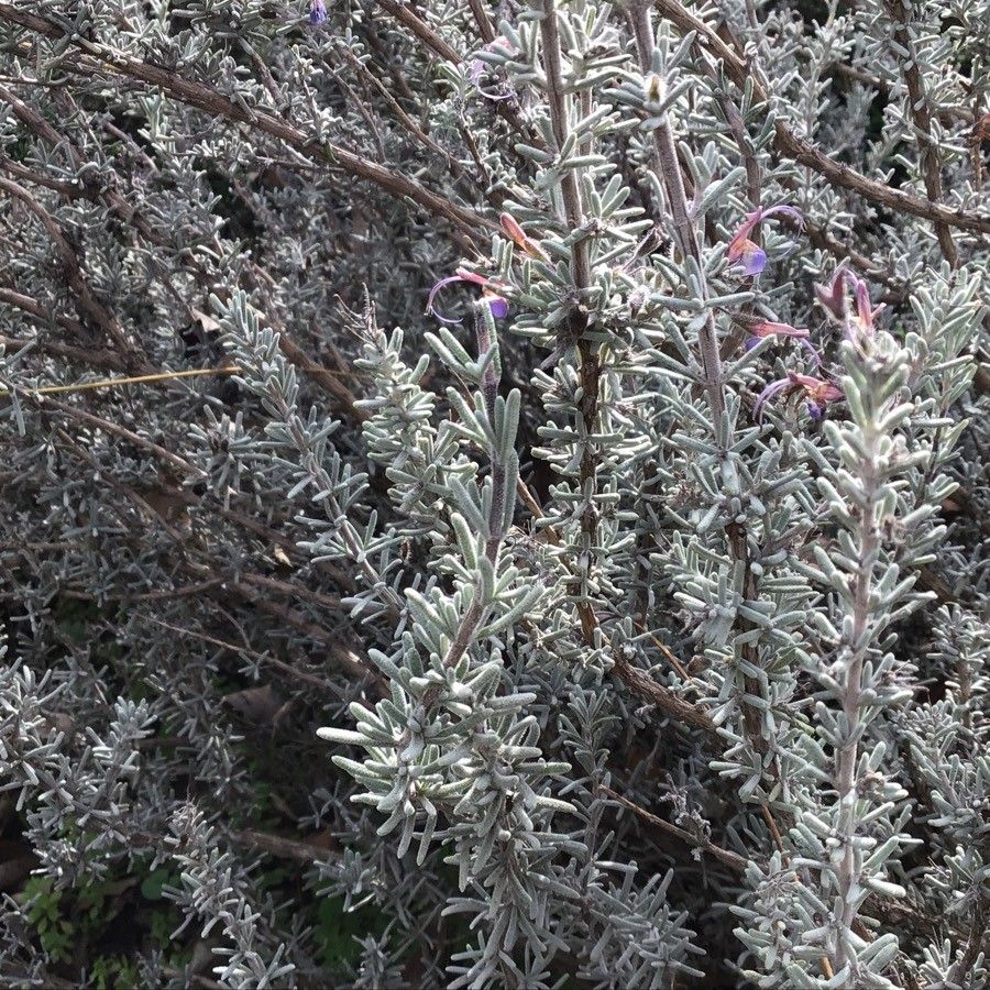 Rosmarinus tomentosus