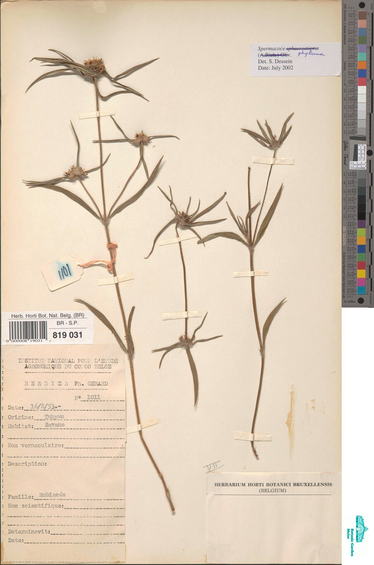 Spermacoce phyteuma — search result for 'Spermacoce'