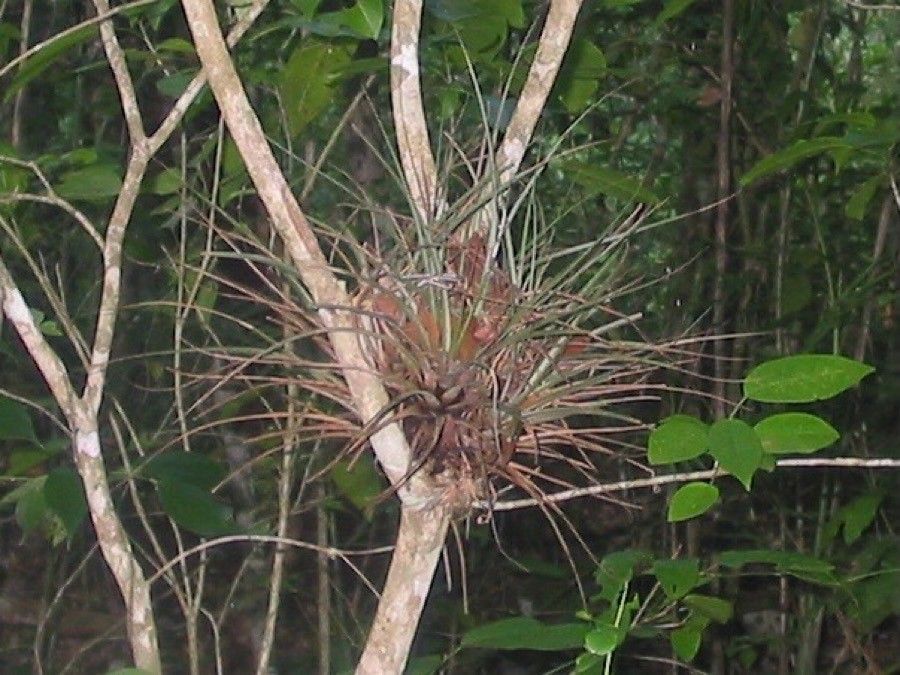 Tillandsia variabilis — search result for 'Costa Rica'