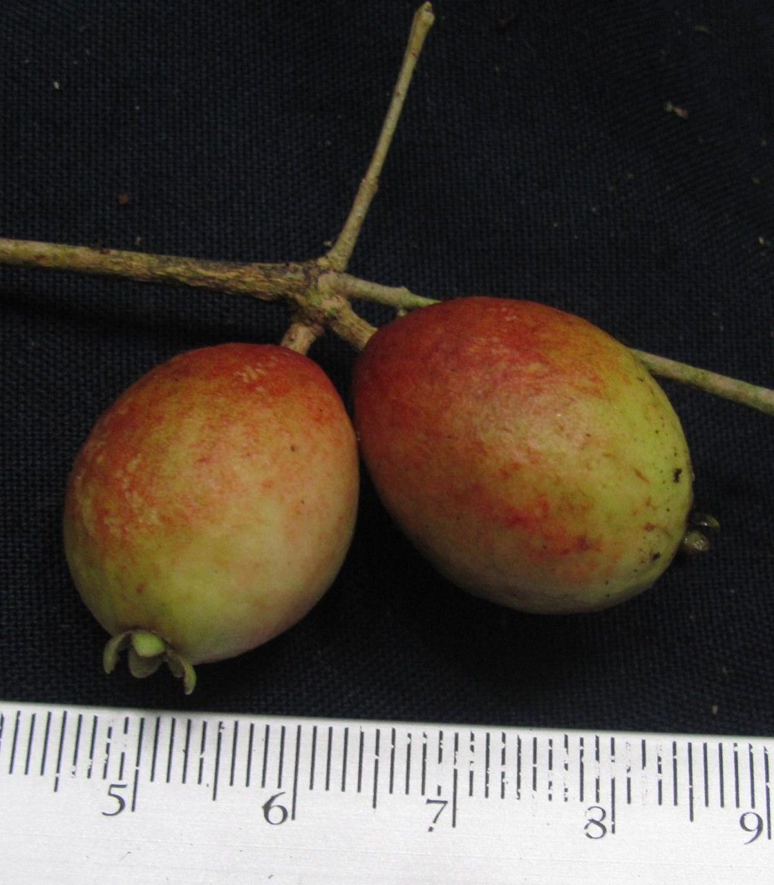 Eugenia gomezii — houseplant care guide