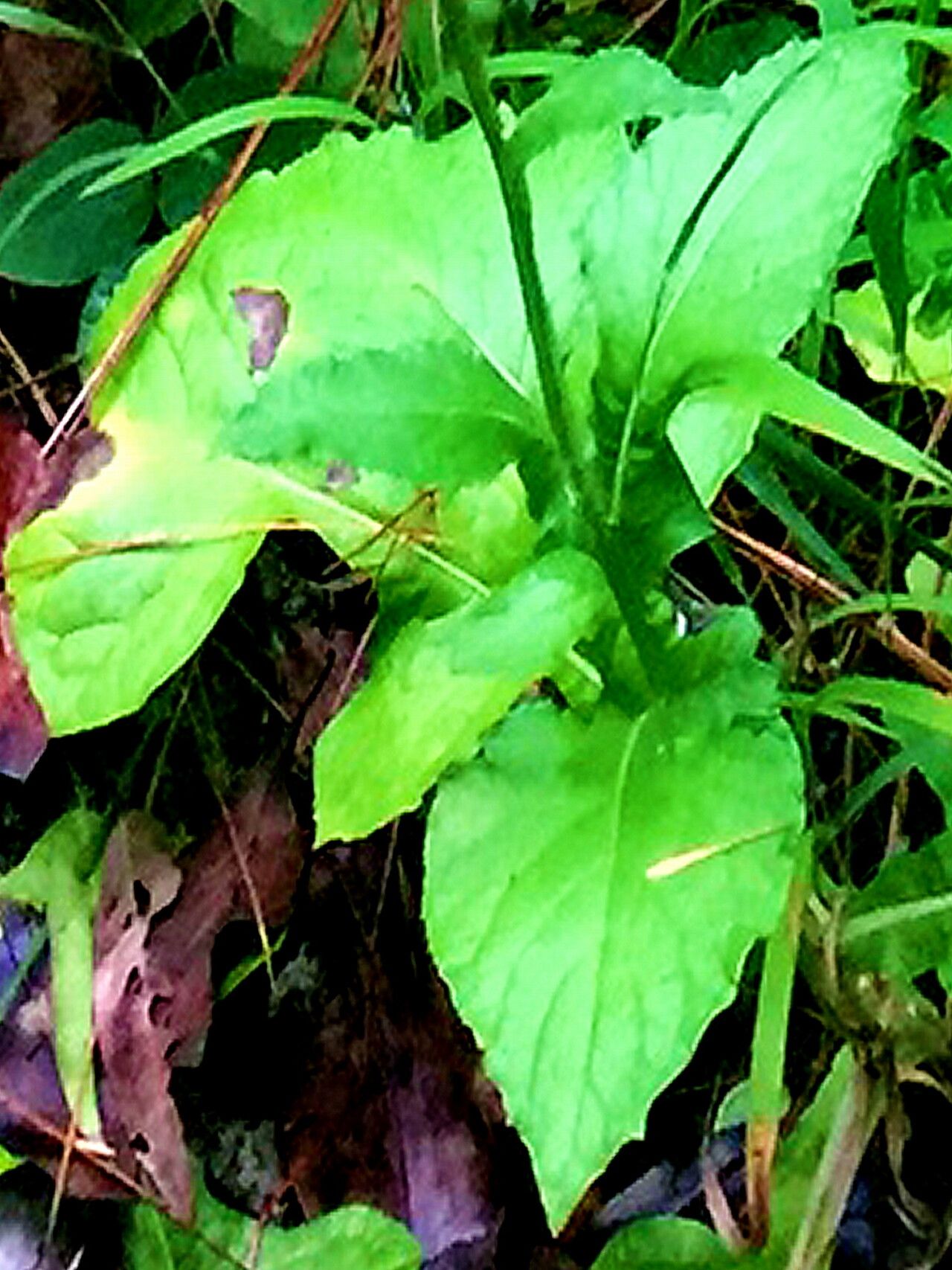 Adenocaulon lyratum — related species from the same genus