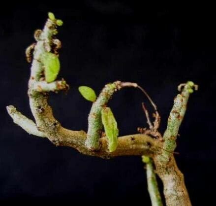 Tylecodon bleckiae — related species from the same genus