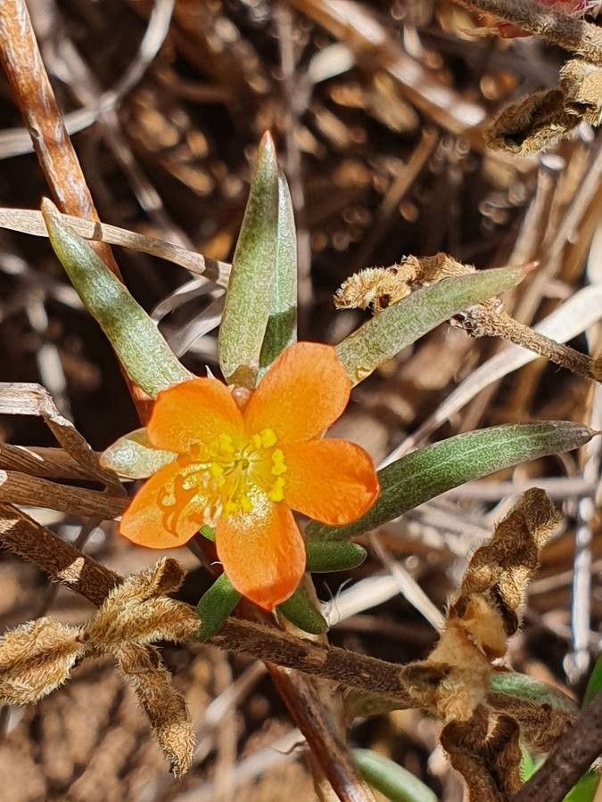 Portulaca massaica flower