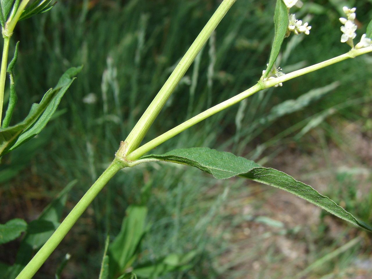 Aconogonum alpinum bark