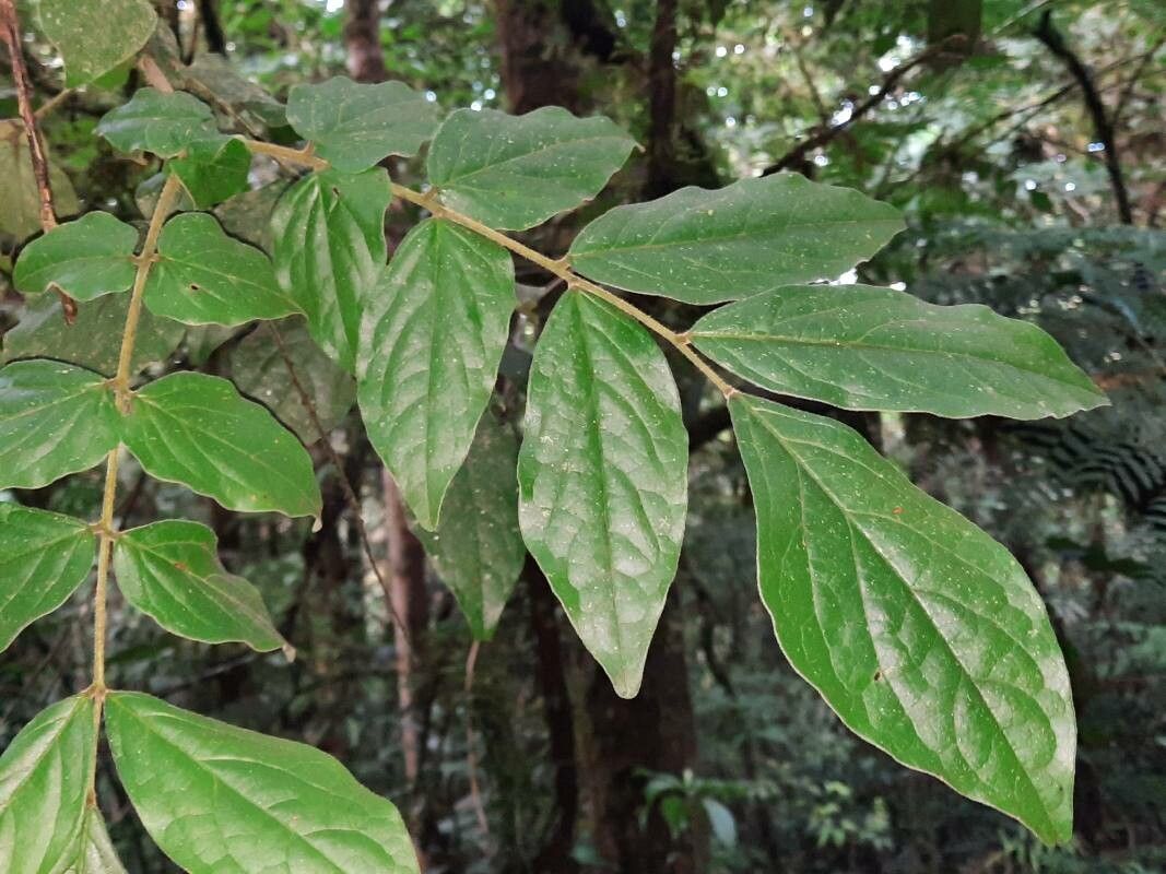 Picramnia teapensis leaf