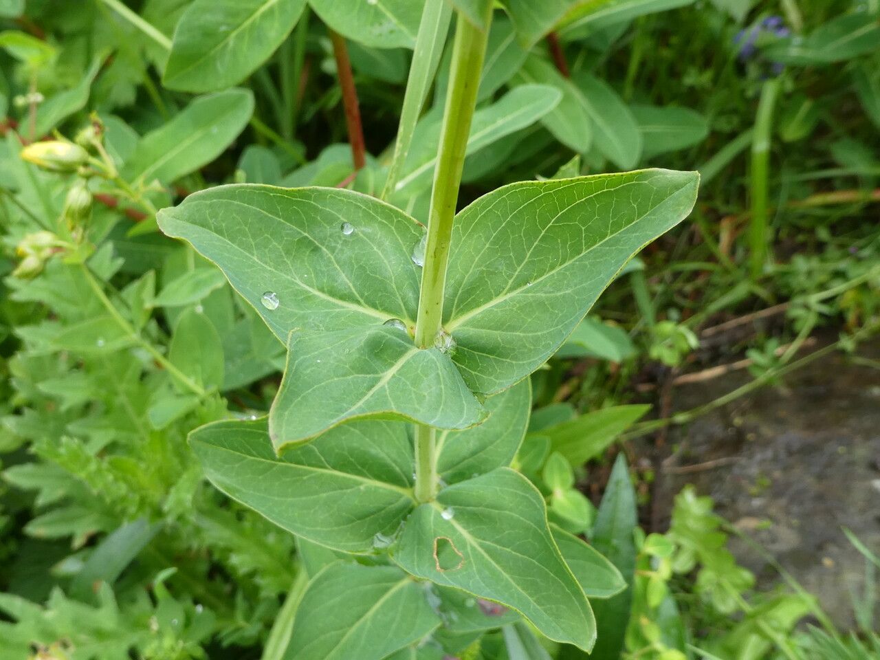 Hypericum richeri — search result for 'Hypericaceae'