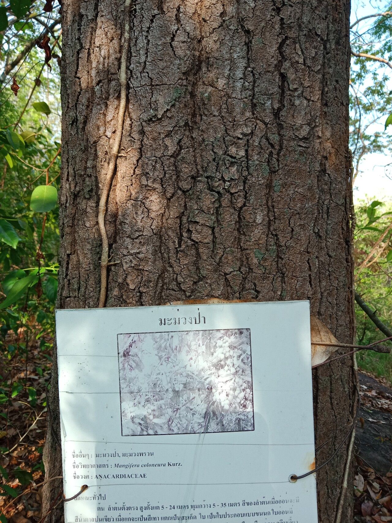 Mangifera caloneura bark