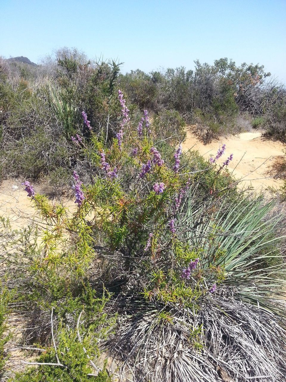 Trichostema lanatum habit