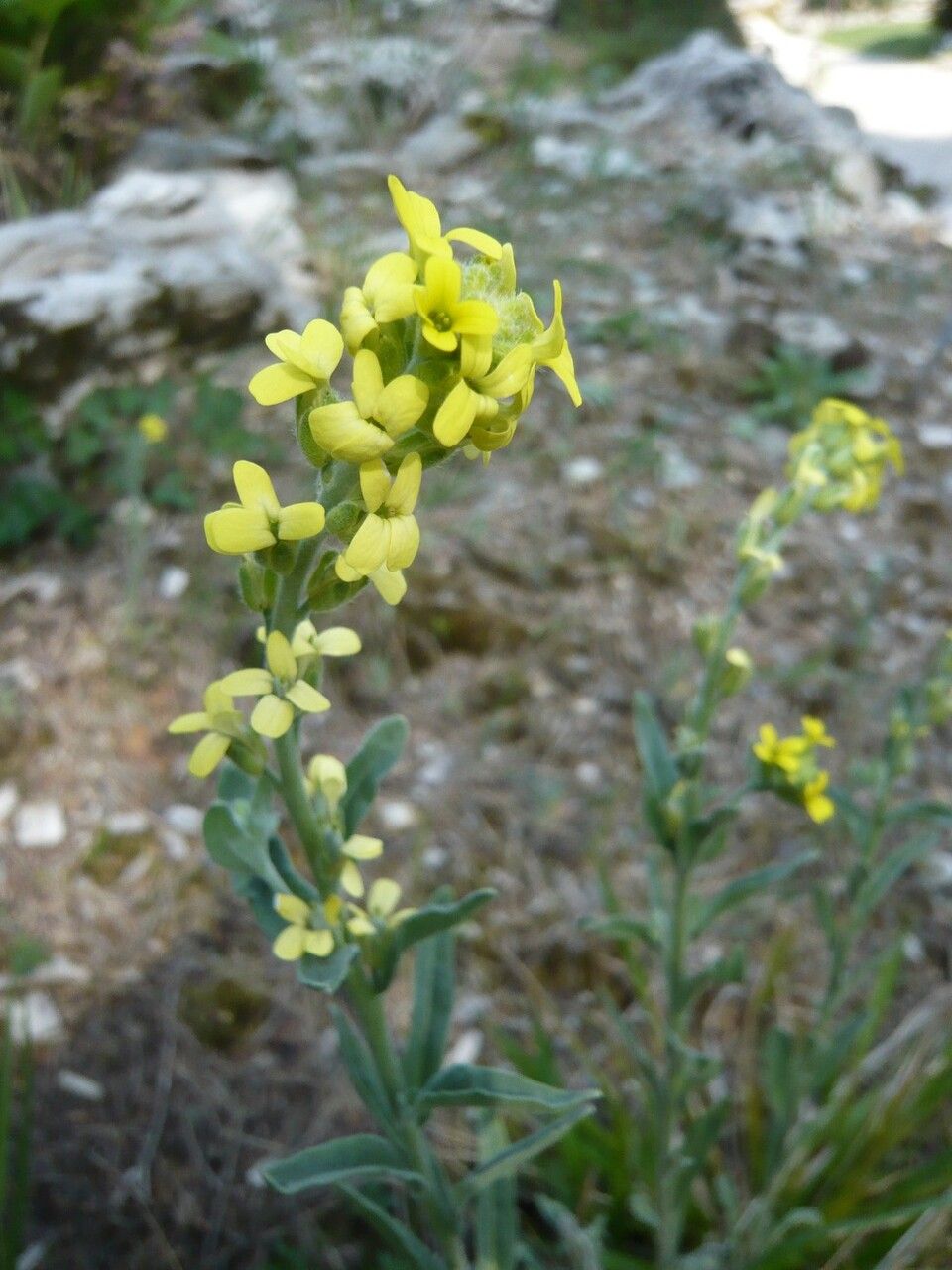 Fibigia clypeata flower