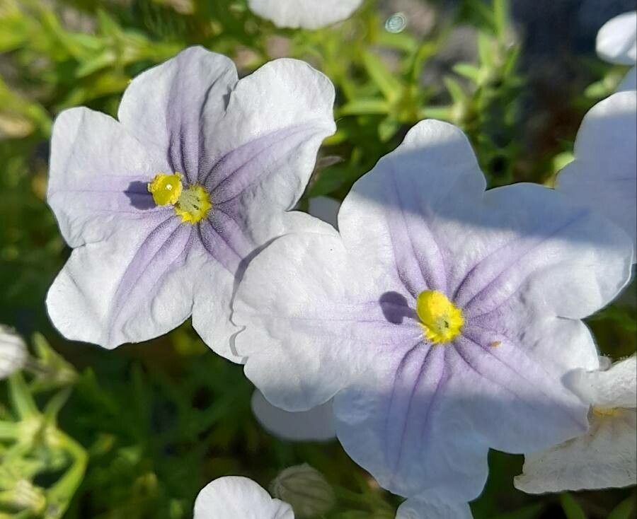 Nierembergia linariifolia flower