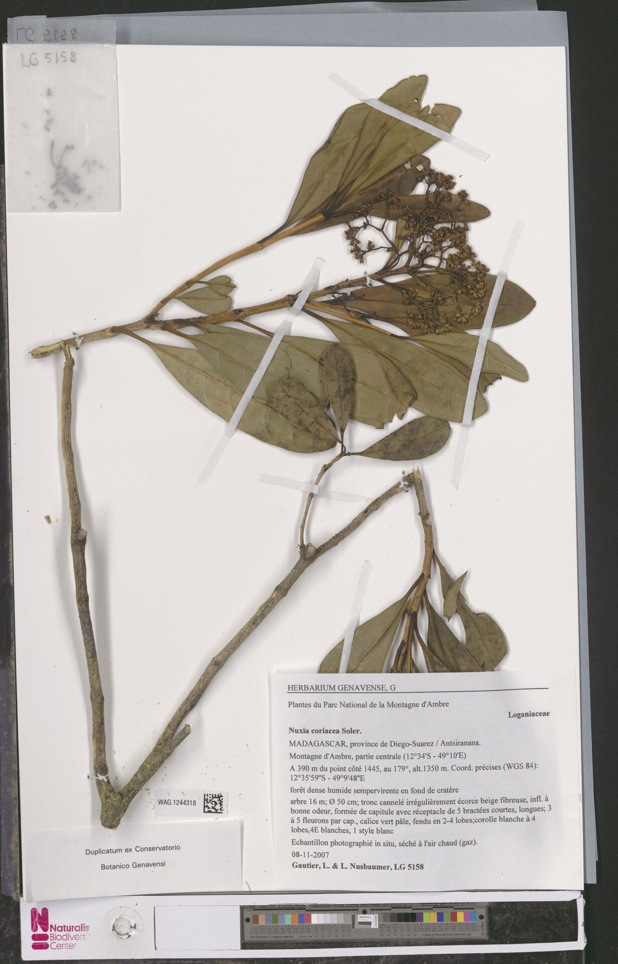 Nuxia coriacea — related species from the same genus